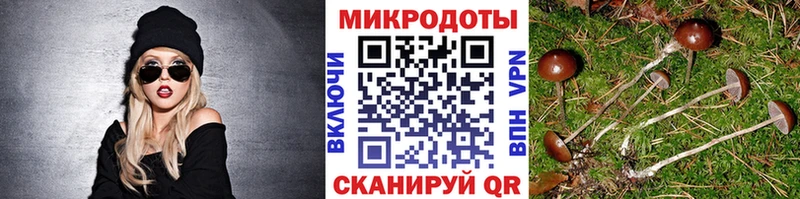 kraken зеркало  Ворсма  Псилоцибиновые грибы Psilocybine cubensis 